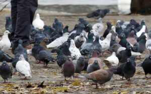 Piccioni allontanati da un giardino grazie a colori vivaci e decorazioni strategiche.