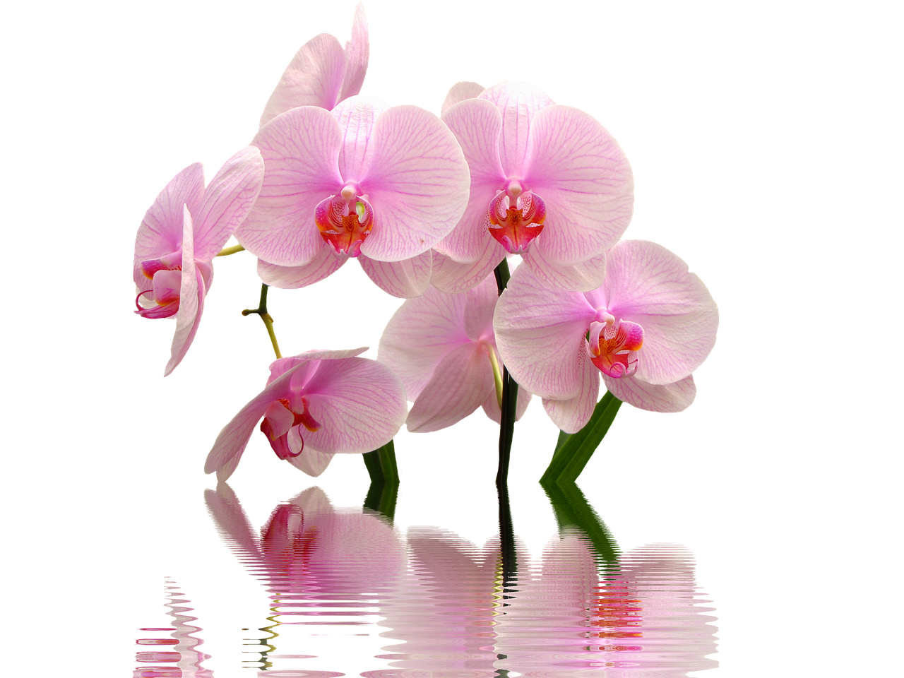 Orchidee annaffiate con la tecnica giapponese, mostrando cura e precisione nell'irrigazione.