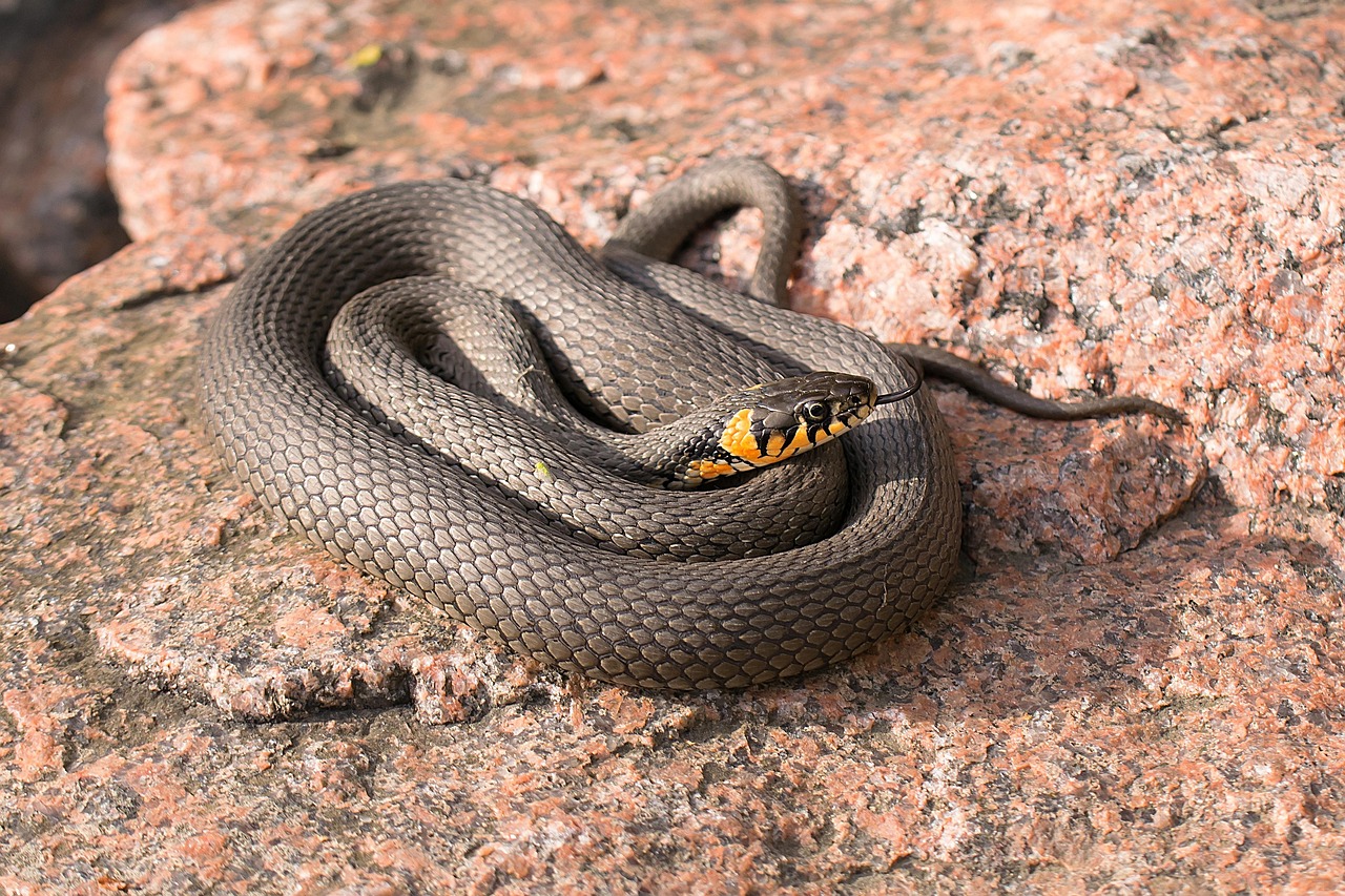 Vipera in giardino, con dettagli sul corpo e sul comportamento dell'animale.