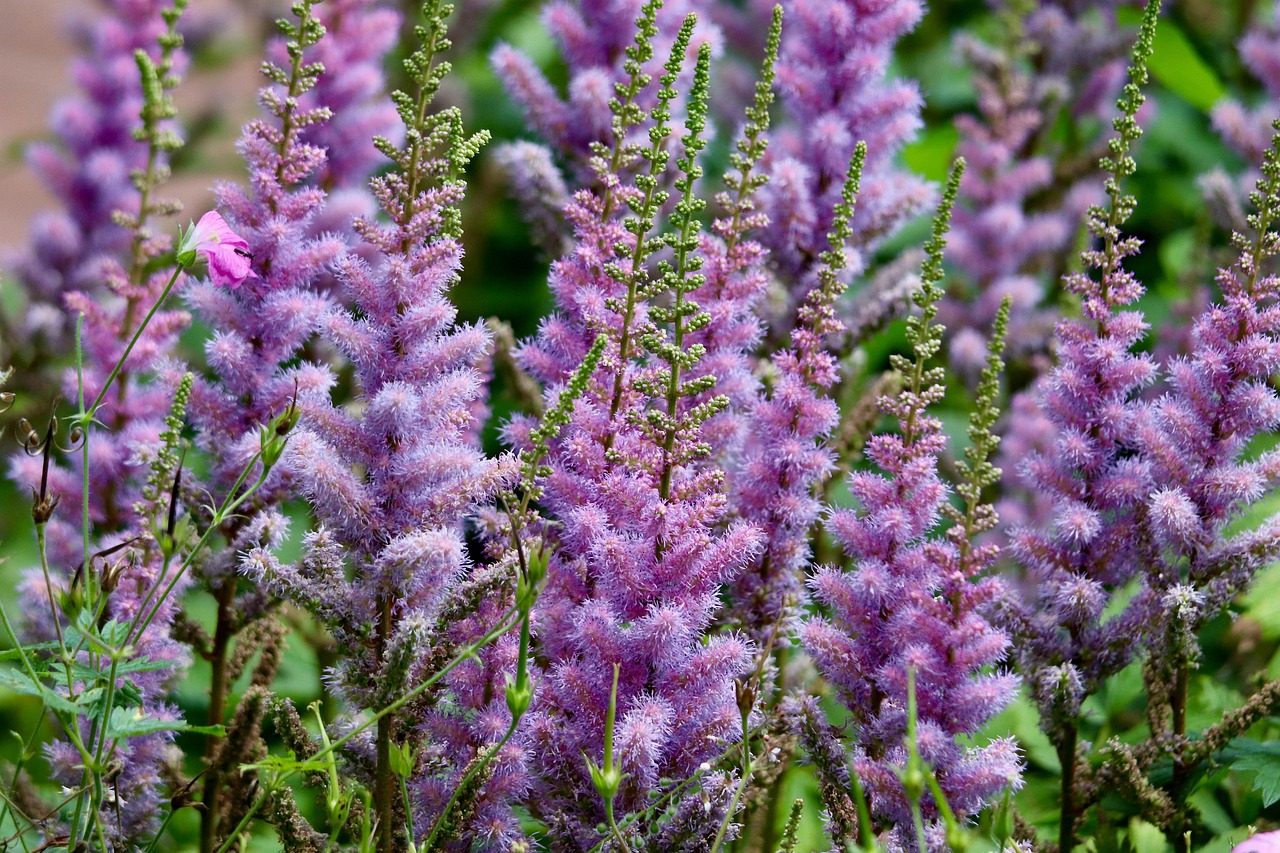 Aiuola con piante perenni che fioriscono senza manutenzione, ideale per giardini facili da curare.