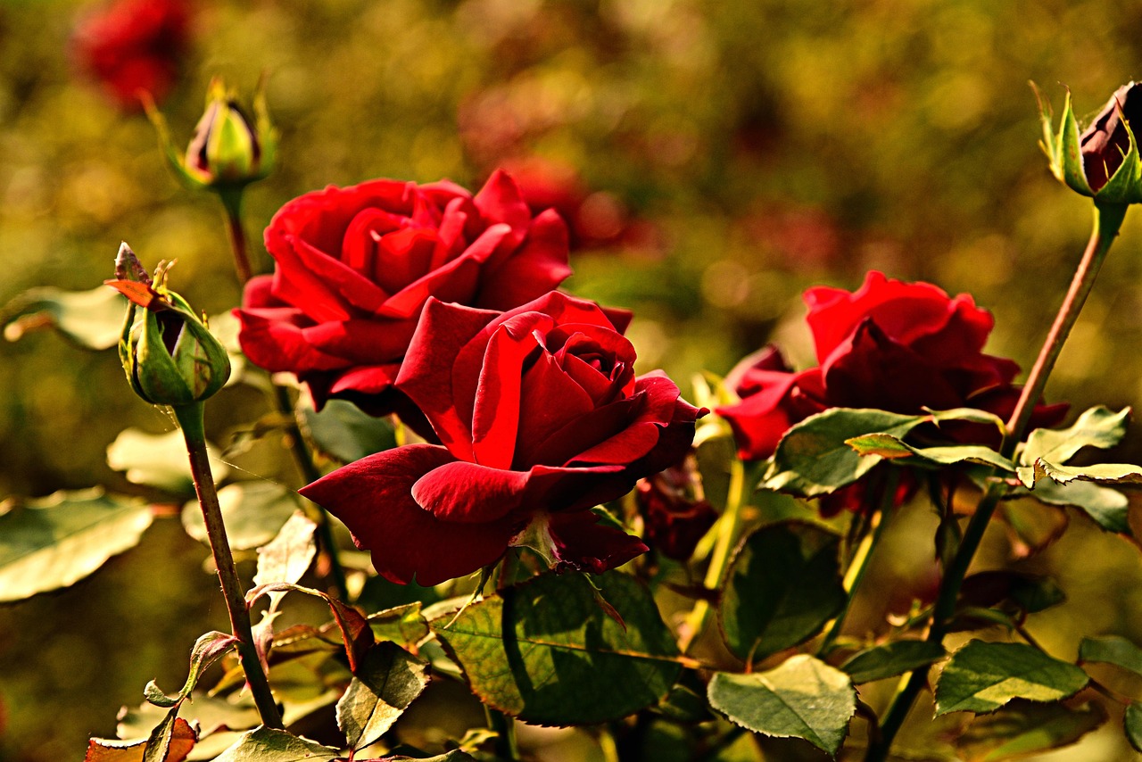 Giardiniere che pota rose in un giardino fiorito, suggerimenti per fioriture tutto l'anno.