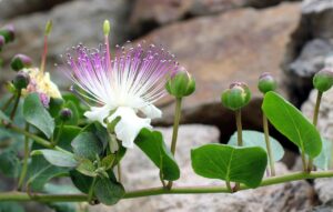 Immagine di un vaso con piante di cappero, evidenziando cinque errori comuni nella coltivazione.