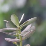 Albero di giada sano in un ambiente luminoso, evidenziando posizioni ideali per la sua crescita.