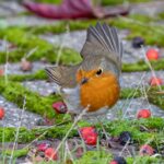 Pettirossi infreddoliti nel giardino, cercando cibo tra le foglie secche in un giorno invernale.